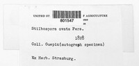 Stegonsporium ovatum image